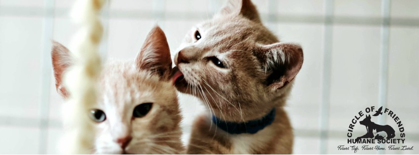 37838862_10156680384316979_1876019449782337536_n